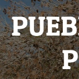 Pueblo Tree Pros