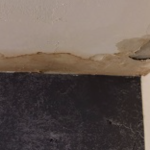 Mold Experts of Macon