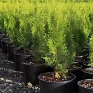 Eagle Pass Nursery Inc