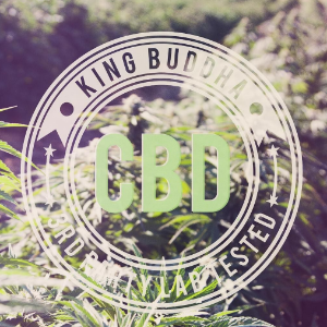 King Buddha CBD