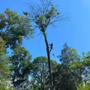 D&rsquo;Noakes Tree & Outdoor Services