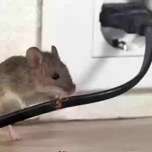 City of Trees Pest Control Solutions