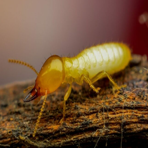 Termite Warning Signs Services