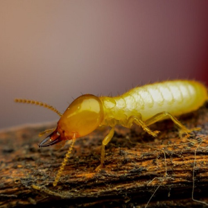 Termite Facts