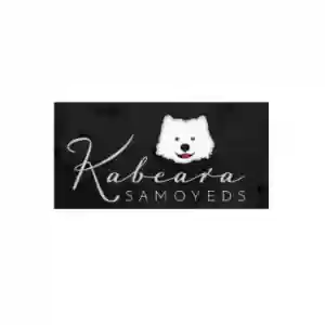 Kabeara Samoyeds
