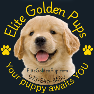 Elite Golden Pups