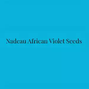 Nadeau African Violet Seeds
