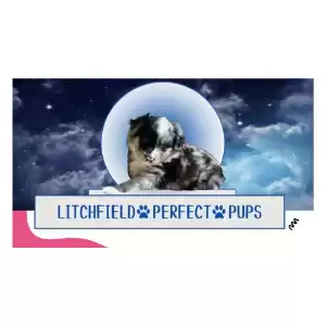 Litchfield Perfect Pups