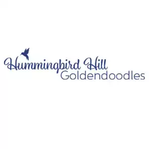 hummingbirdhillgoldendoodles