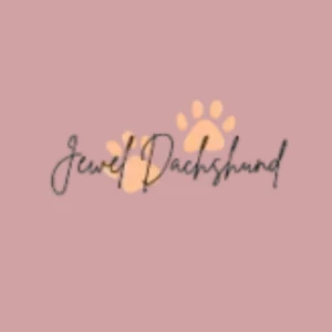 Jewel Dachshund Puppies