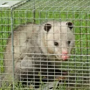 Fresh Possum Specialist Melbourne