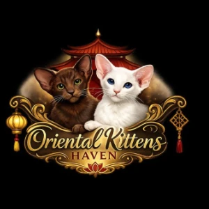 Oriental Kittens Haven